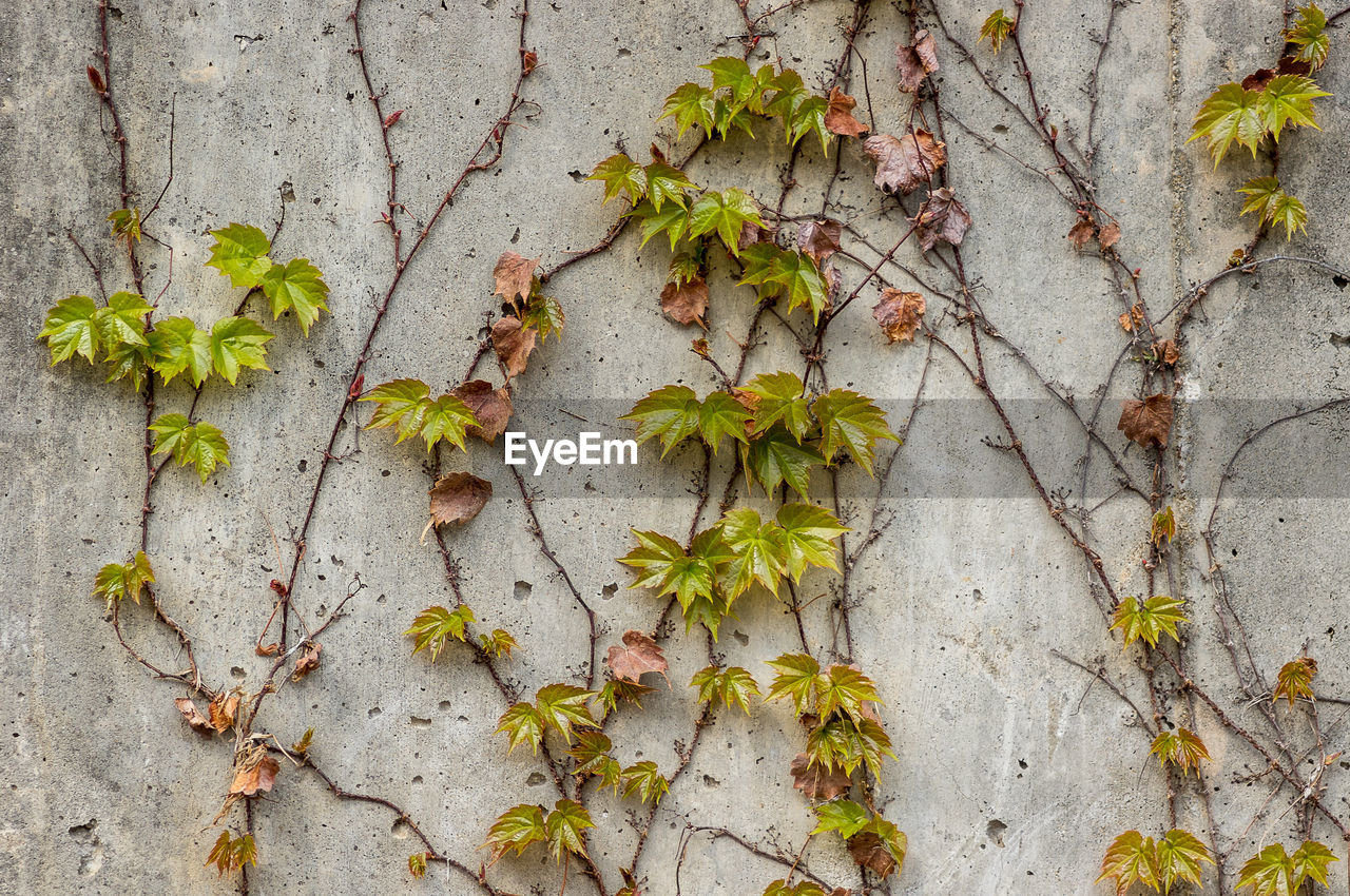 CLOSE-UP OF PLANTS GROWING ON WALL