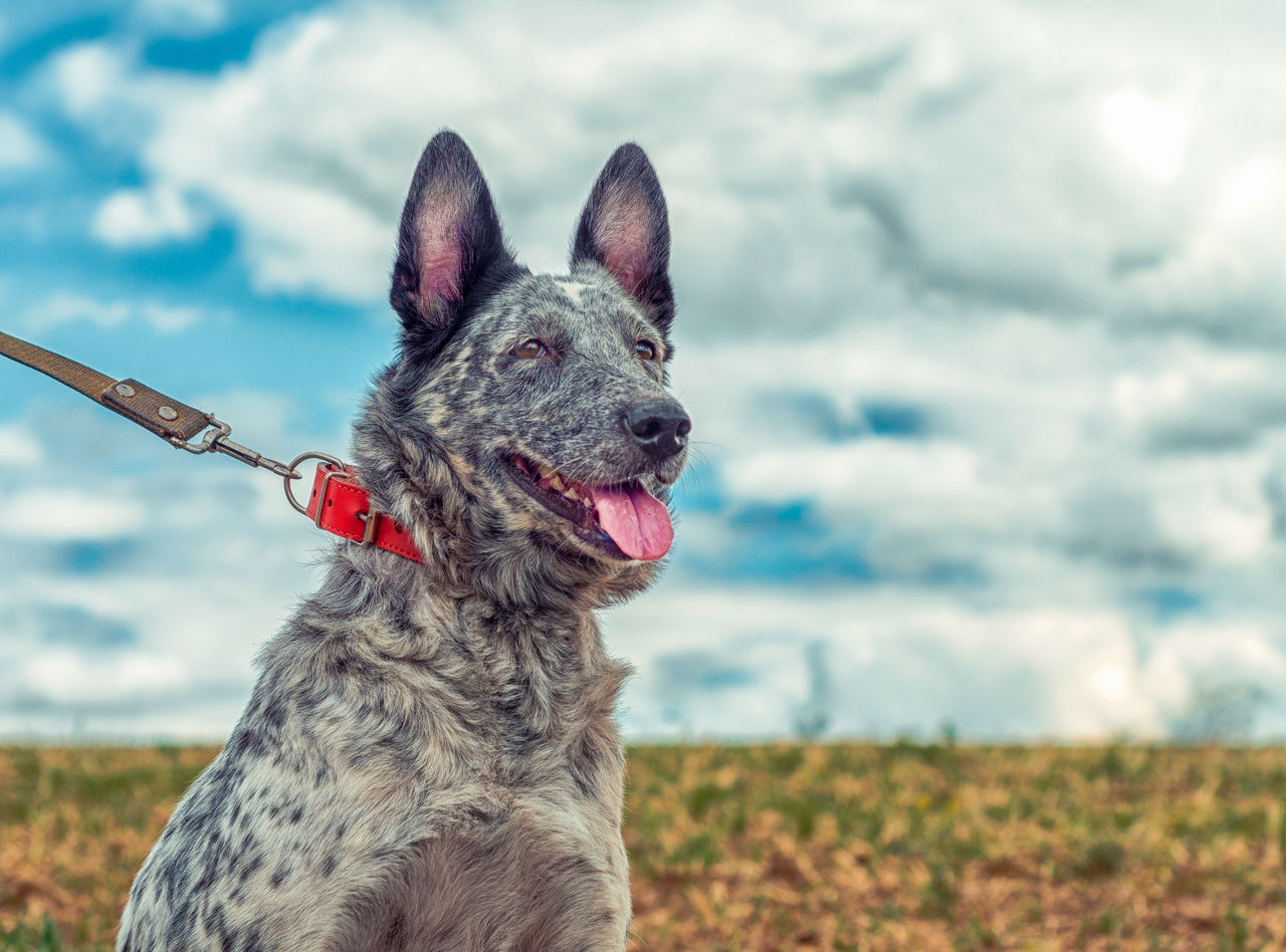 one animal, animal themes, pet, animal, canine, dog, domestic animals, mammal, nature, cloud, sky, looking, focus on foreground, portrait, no people, australian cattle dog, grass, animal body part, facial expression, day, looking away, outdoors, plant, sticking out tongue