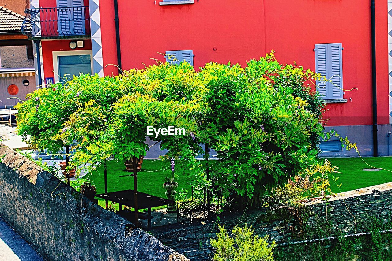 Trees growing against building
