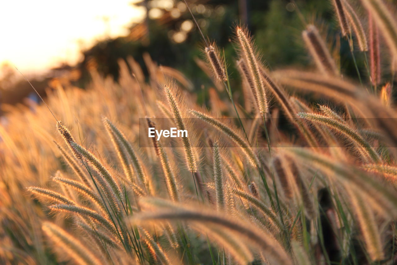 Close-up of wheat growing on field