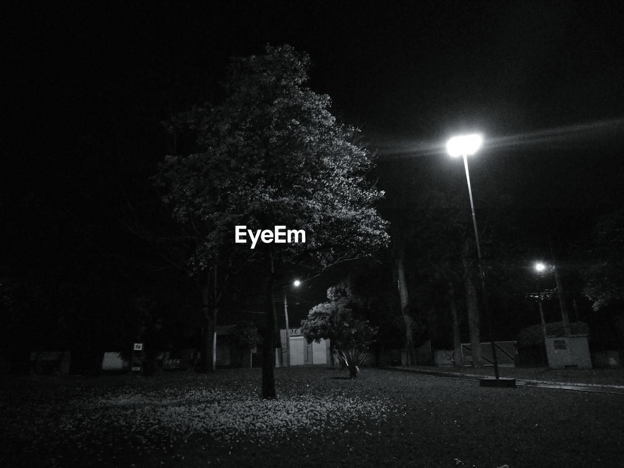 ILLUMINATED STREET LIGHTS IN PARK AT NIGHT