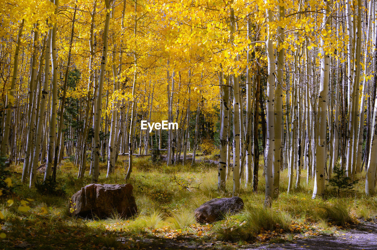 Trees in forest during autumn