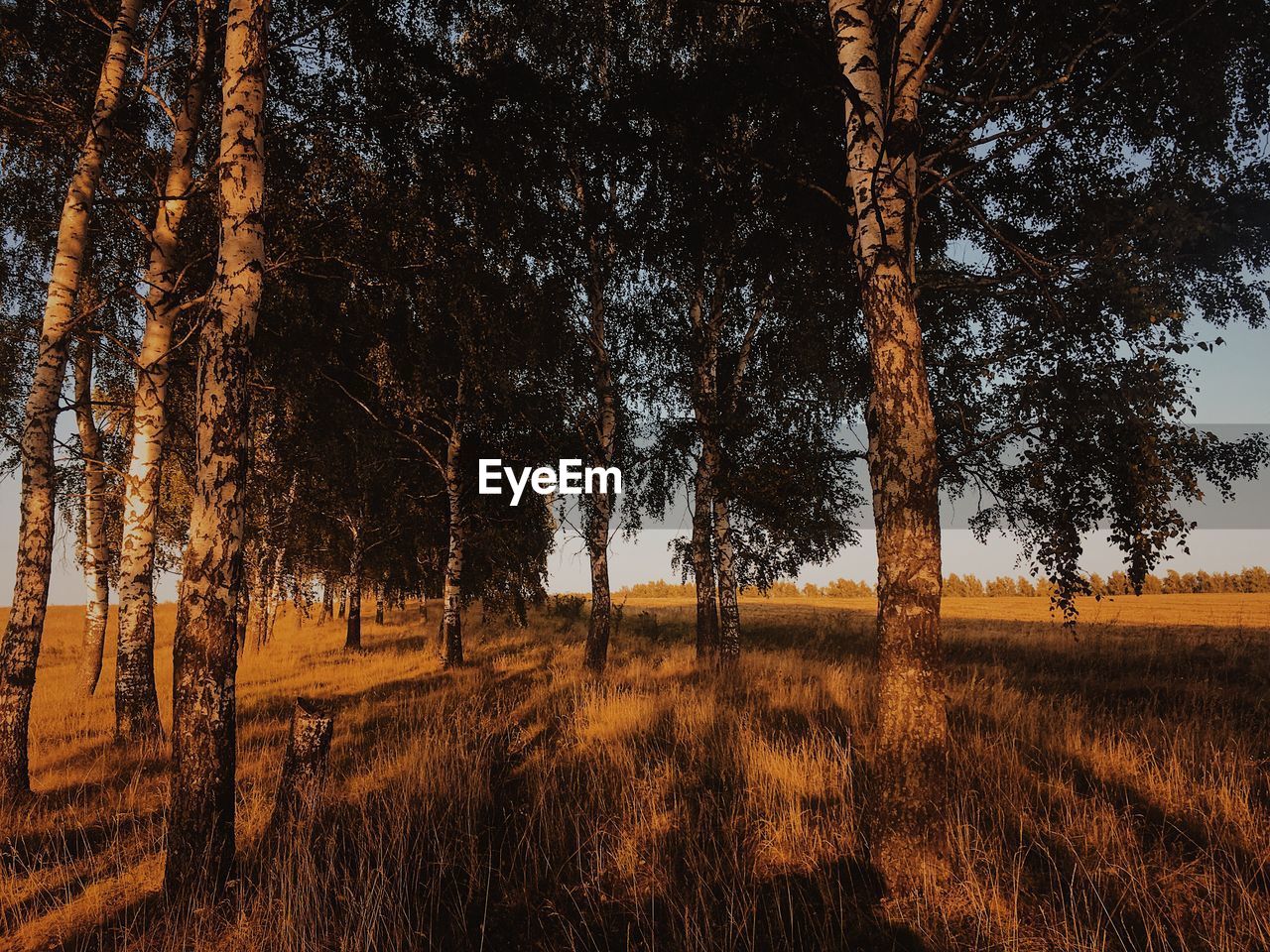 Trees on field against sky in forest