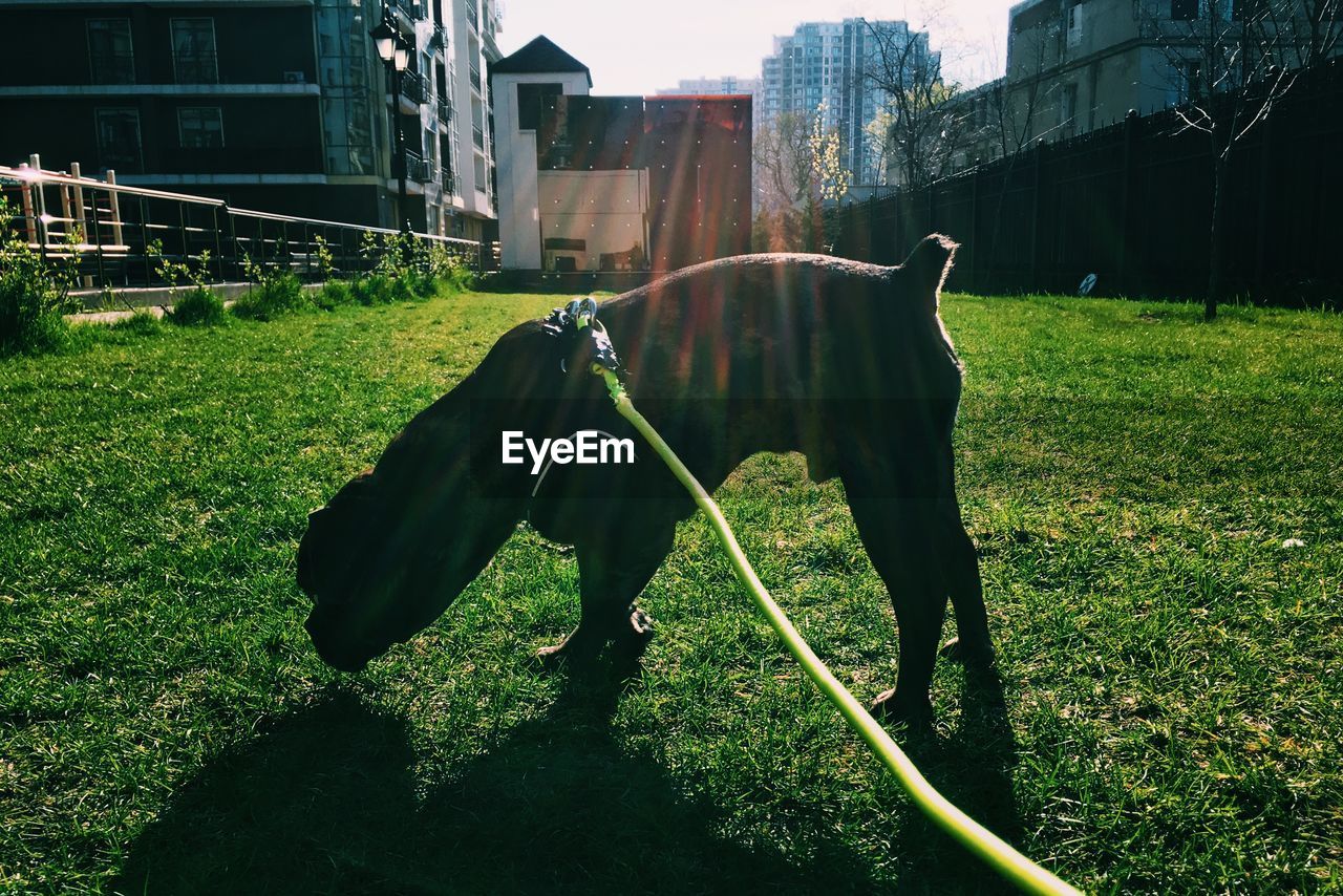 HORSE STANDING ON FIELD