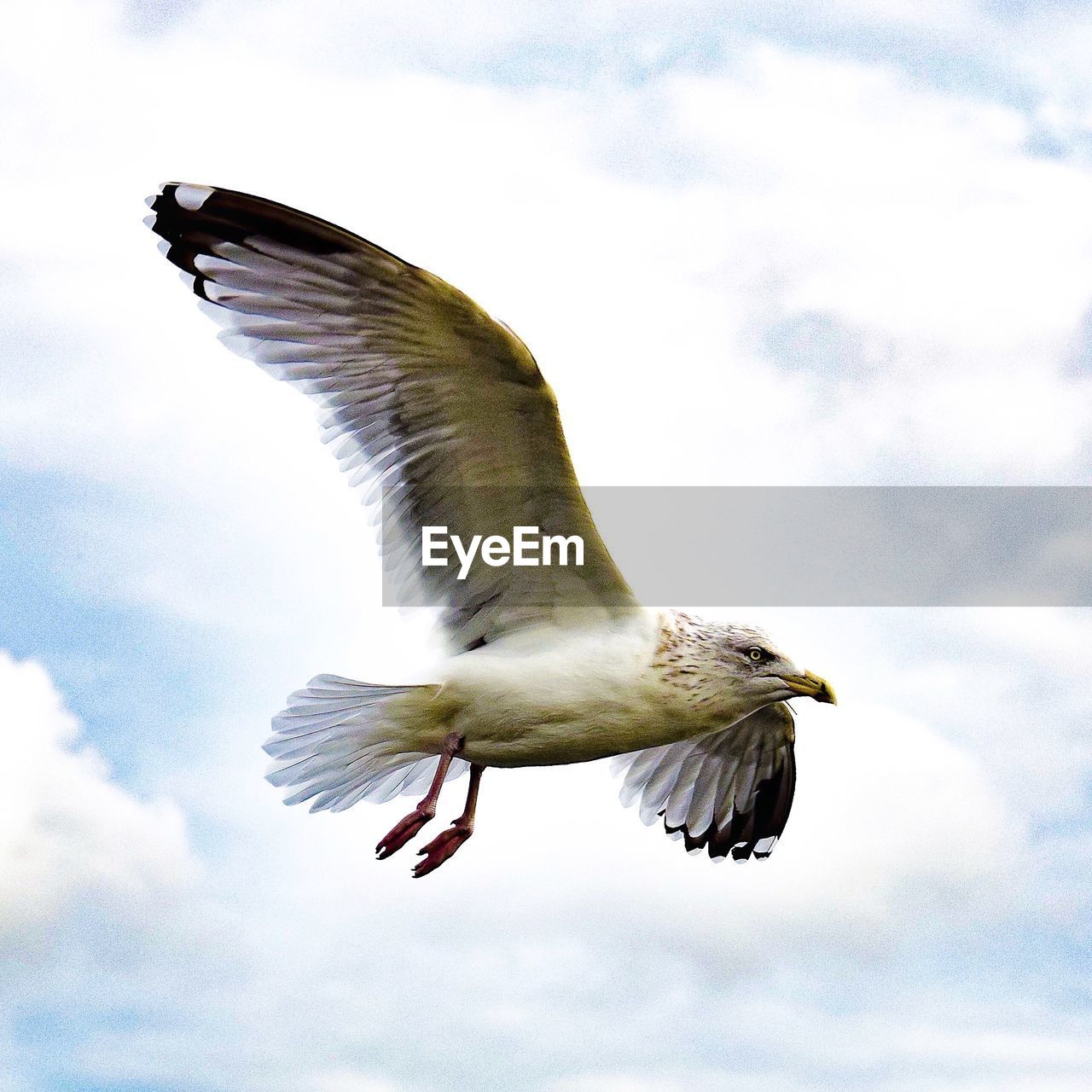 CLOSE-UP OF SEAGULL FLYING AGAINST SKY