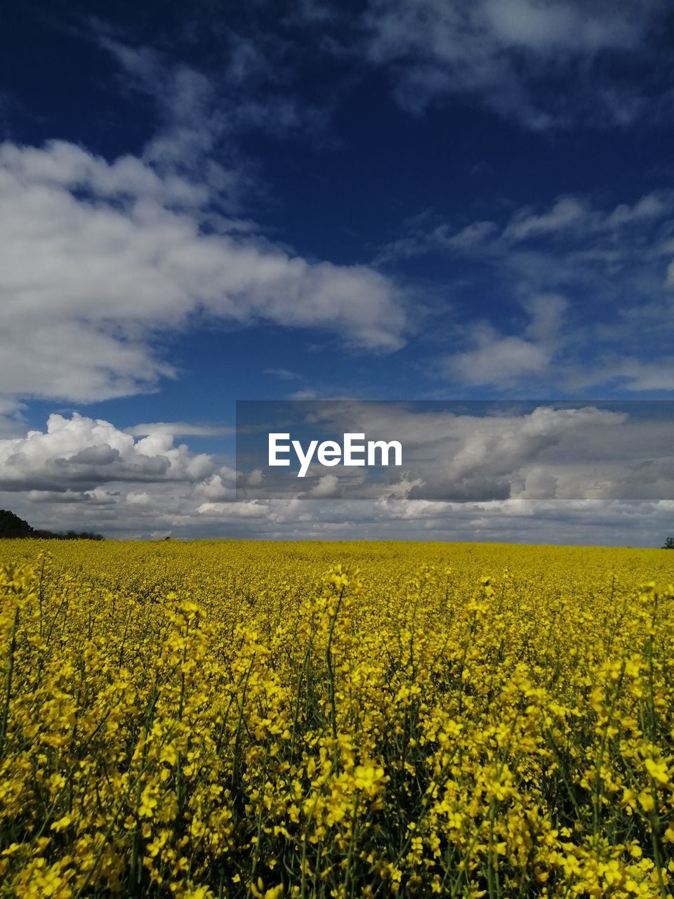 Oilseed rape field