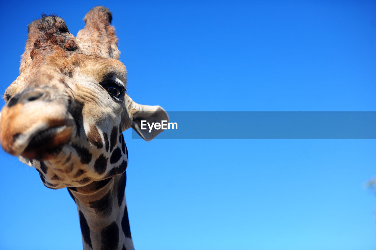 Low angle view of giraffe against blue sky