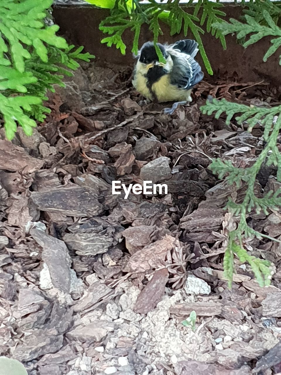 HIGH ANGLE VIEW OF BIRD PERCHING ON ROCK