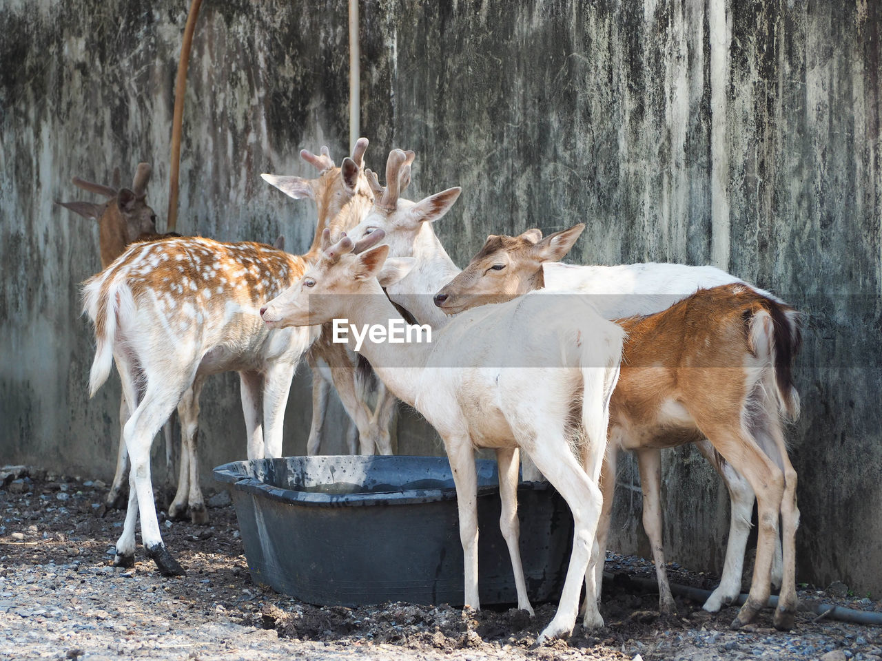 animal, animal themes, mammal, animal wildlife, domestic animals, group of animals, wildlife, deer, nature, no people, livestock, day, standing, outdoors, tree, land, herbivorous, antler, plant