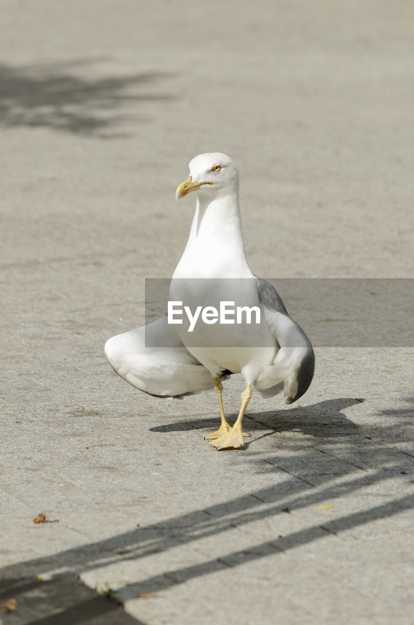 SEAGULL PERCHING ON A WALL