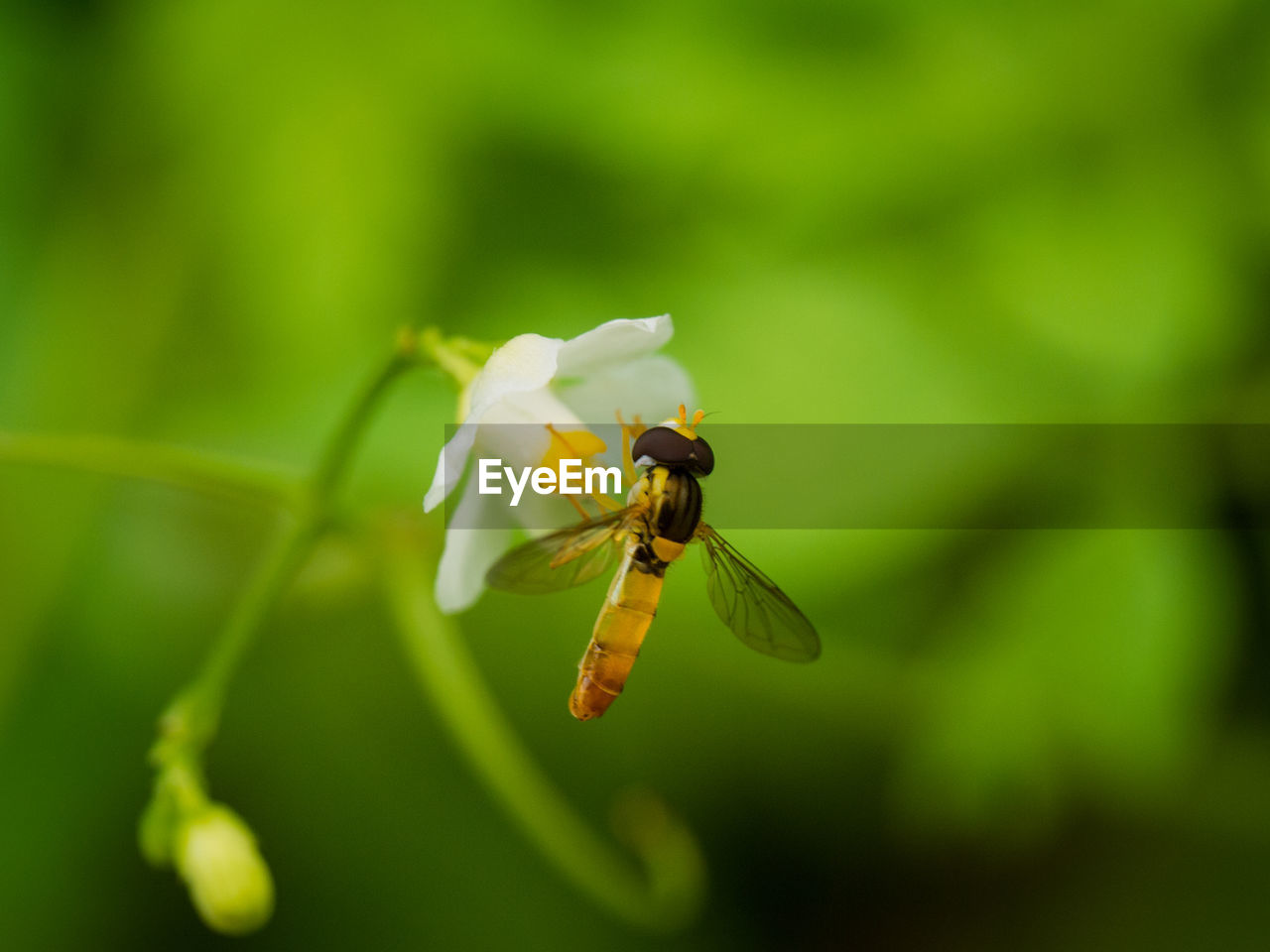 CLOSE-UP OF INSECT ON WHITE FLOWER
