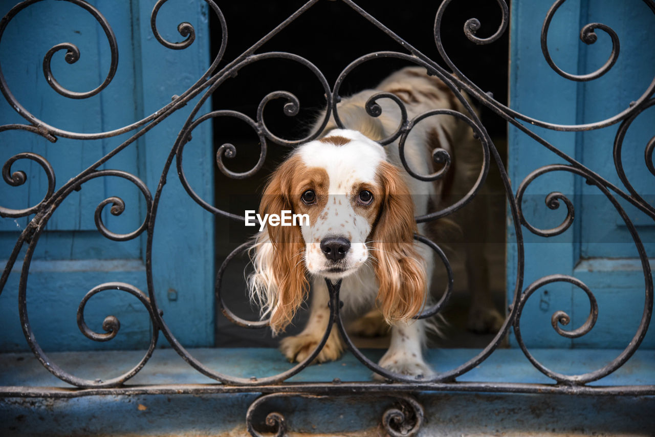 Portrait of dog seen through metal grate