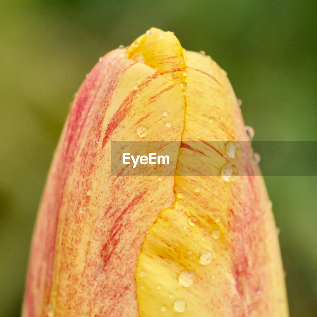 CLOSE-UP OF WATER DROPS ON YELLOW LEAF