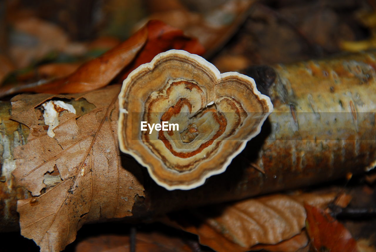 CLOSE-UP OF PLANT AGAINST BLURRED BACKGROUND