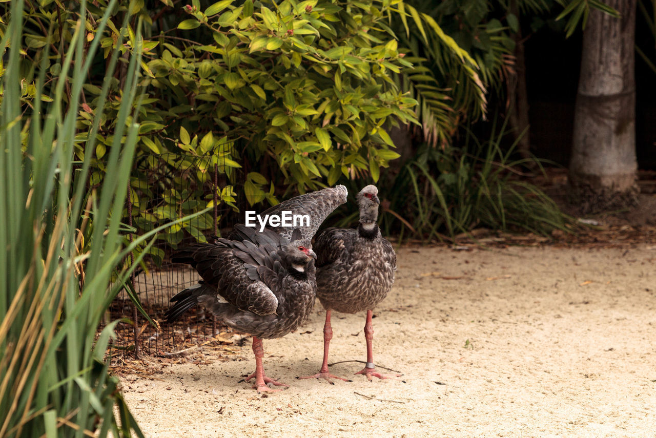 Southern screamer bird chauna torquata from south america including peru, bolivia, brazil, uruguay