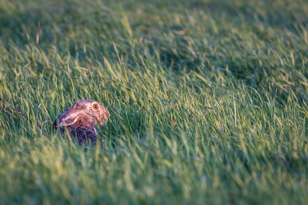 Rabbit amidst grass on field