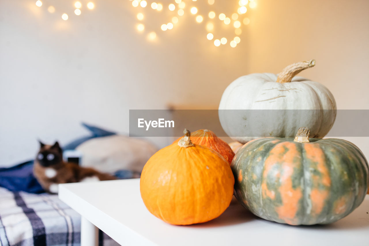 Siamese cat and pumpkins on a white table