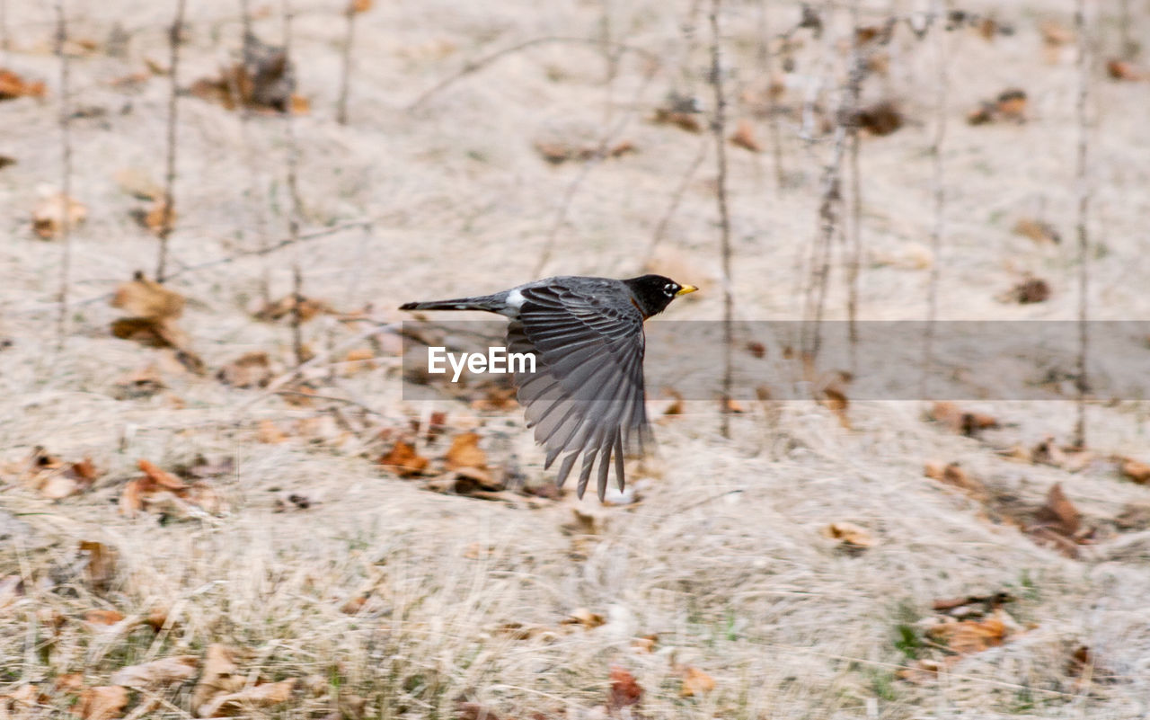 BIRD FLYING IN THE SUNLIGHT