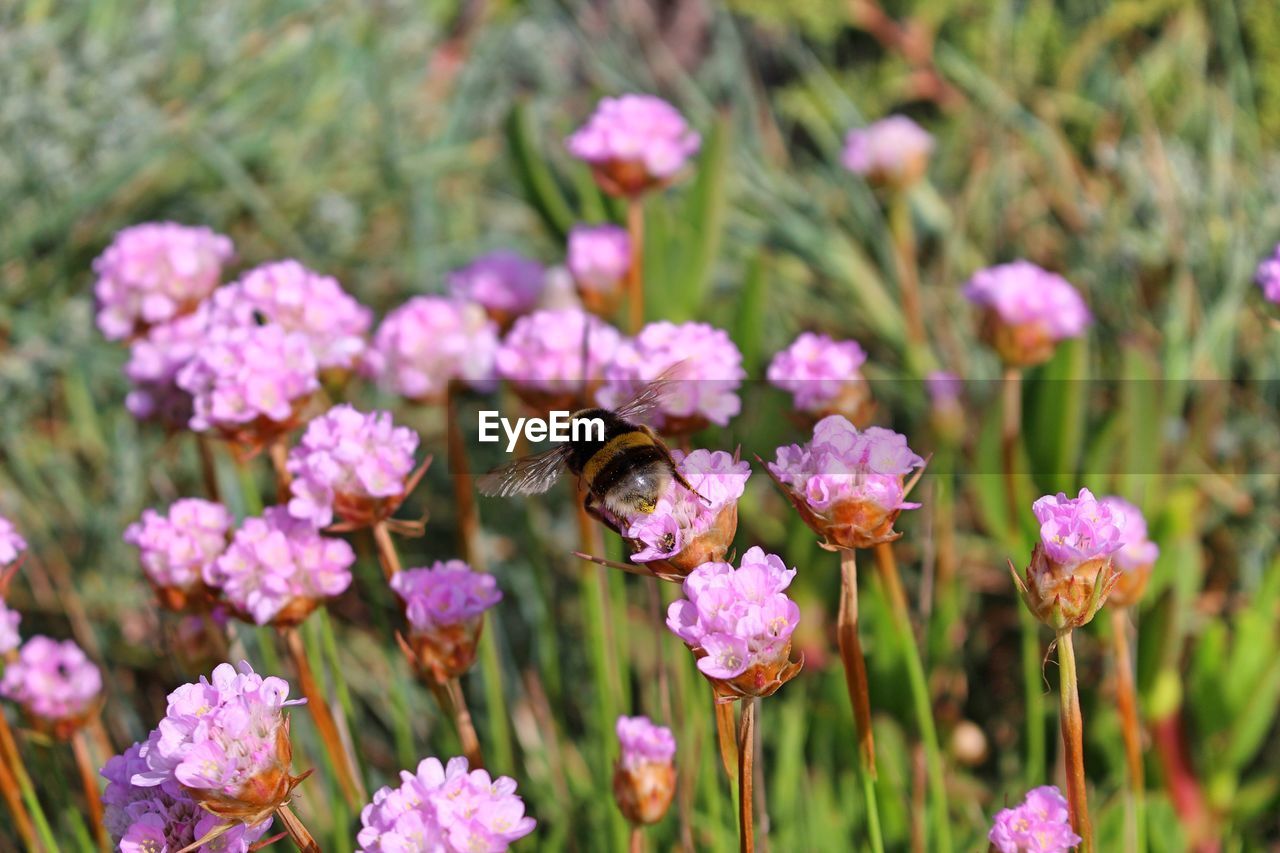 Close-up of bee pollinating on pink flower