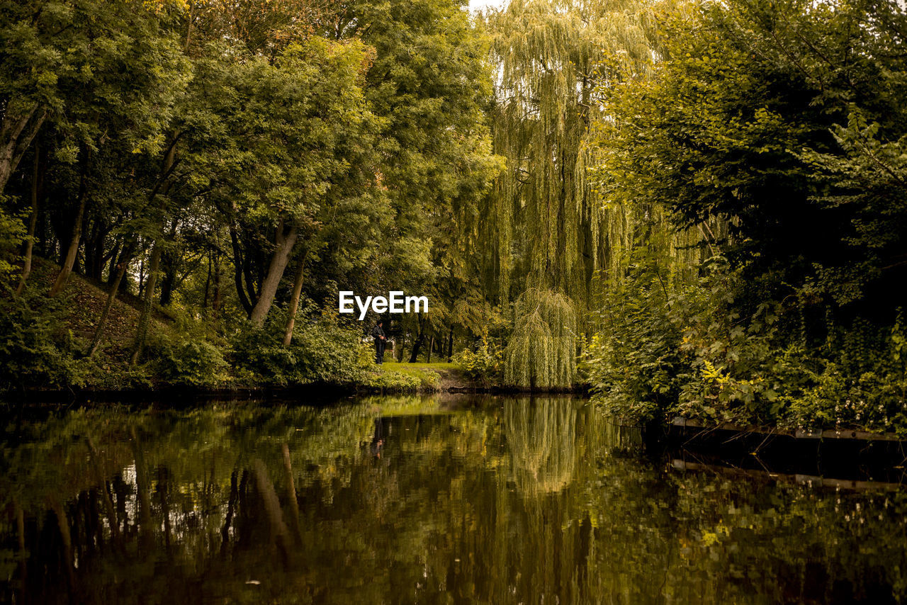 Scenic view of lake in forest