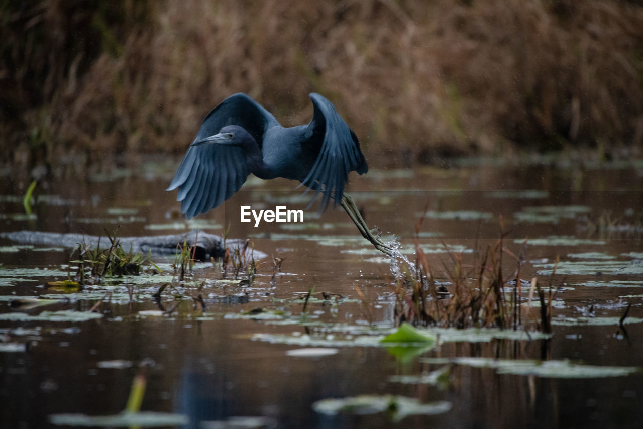 VIEW OF BIRD FLYING OVER LAKE