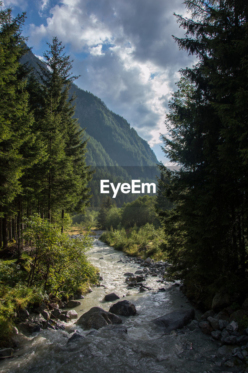 Scenic view of river amidst trees against sky