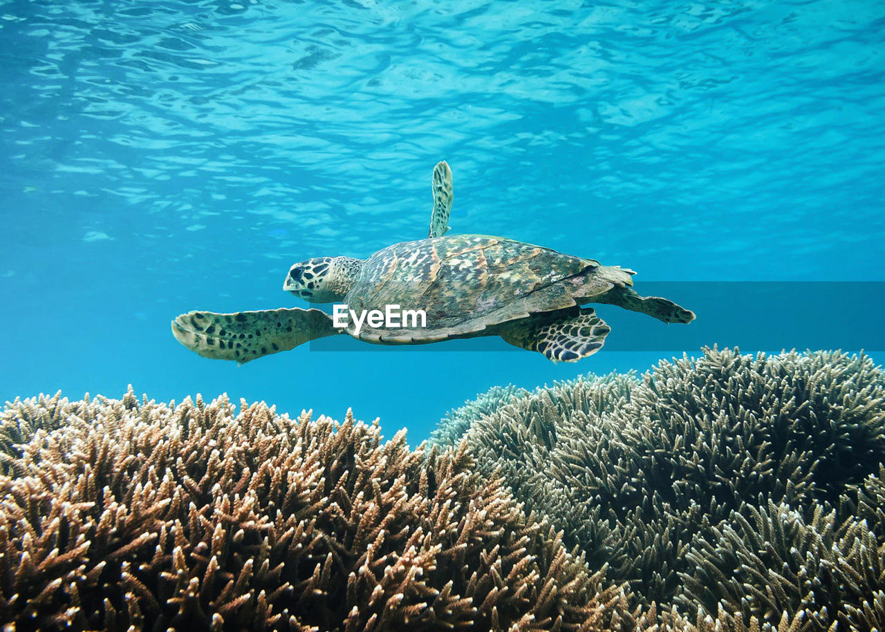 View of turtle swimming in sea