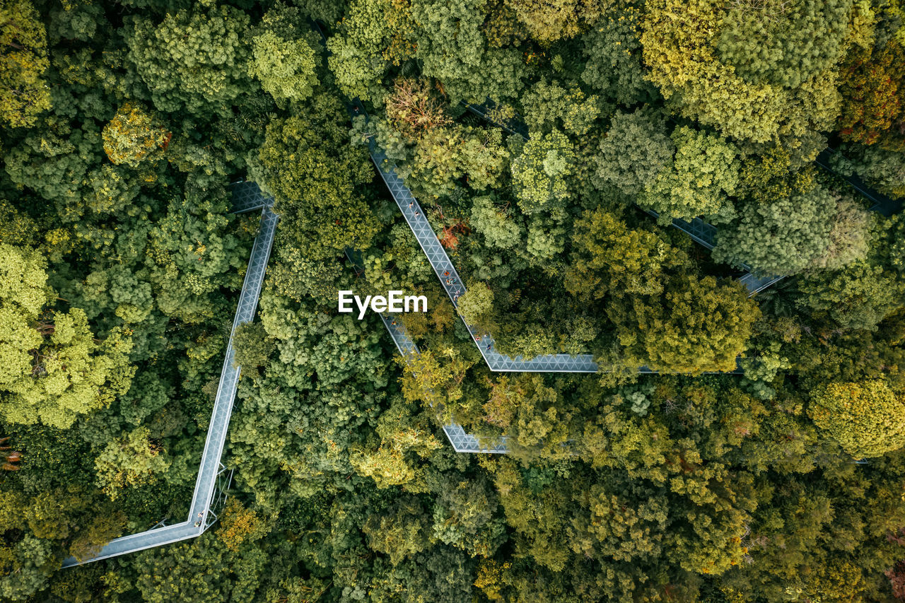 Aerial view of trees growing in forest