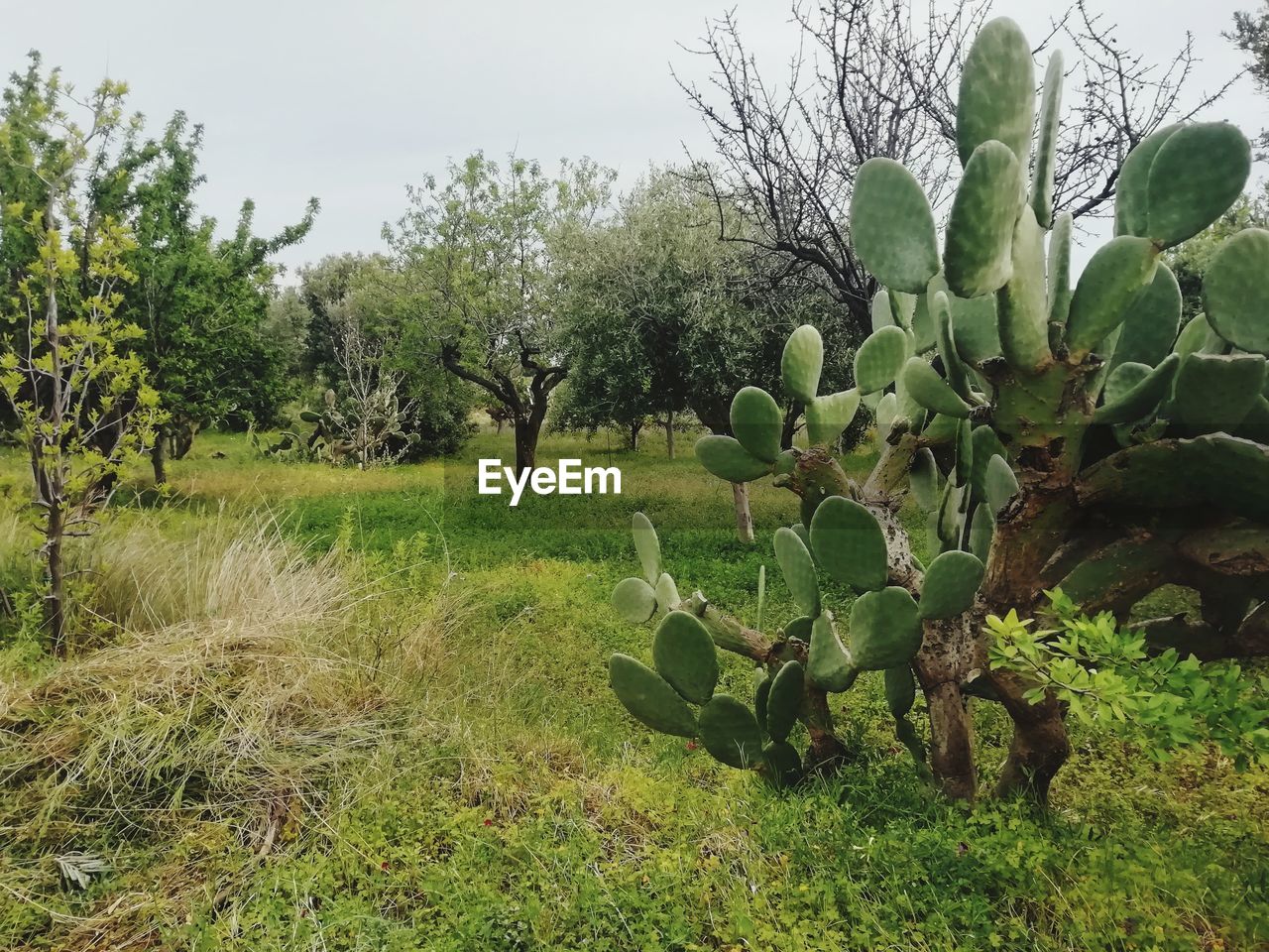 PLANTS GROWING ON FIELD AGAINST TREES