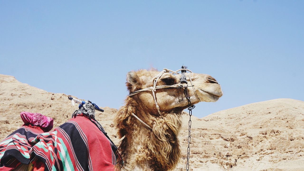 Camel in desert against clear sky