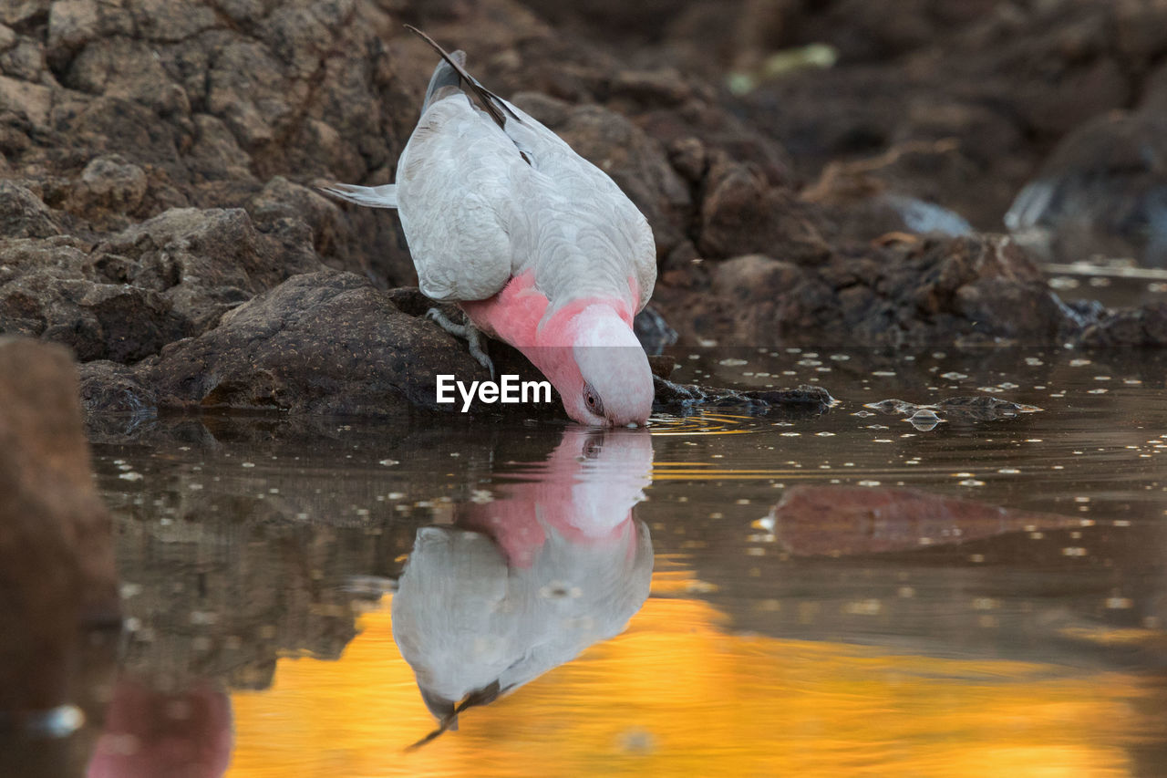 CLOSE-UP OF BIRD DRINKING WATER