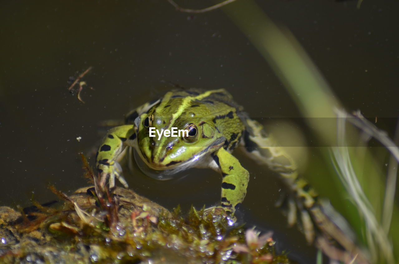 CLOSE-UP OF TURTLE IN WATER