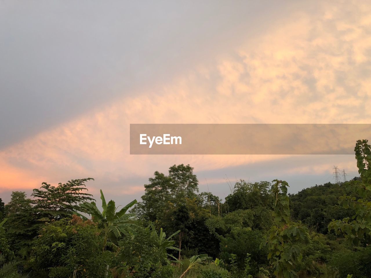 LOW ANGLE VIEW OF TREES AGAINST SKY