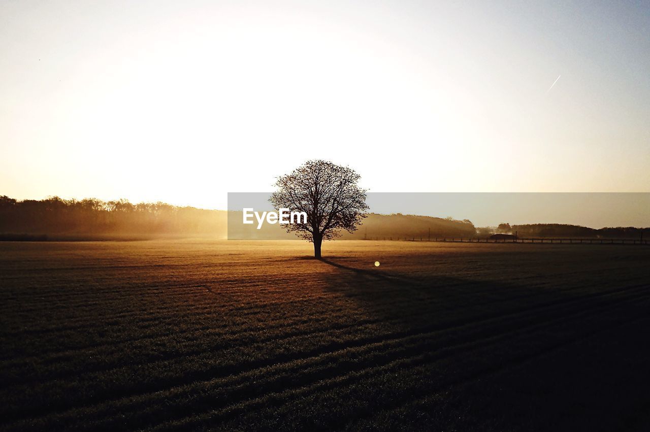 Trees on field against sky during sunset