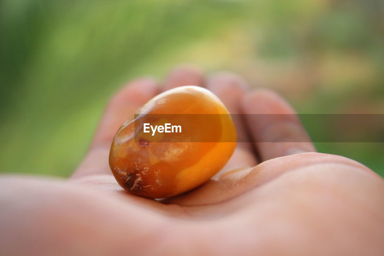 CLOSE-UP OF HAND HOLDING TOMATO