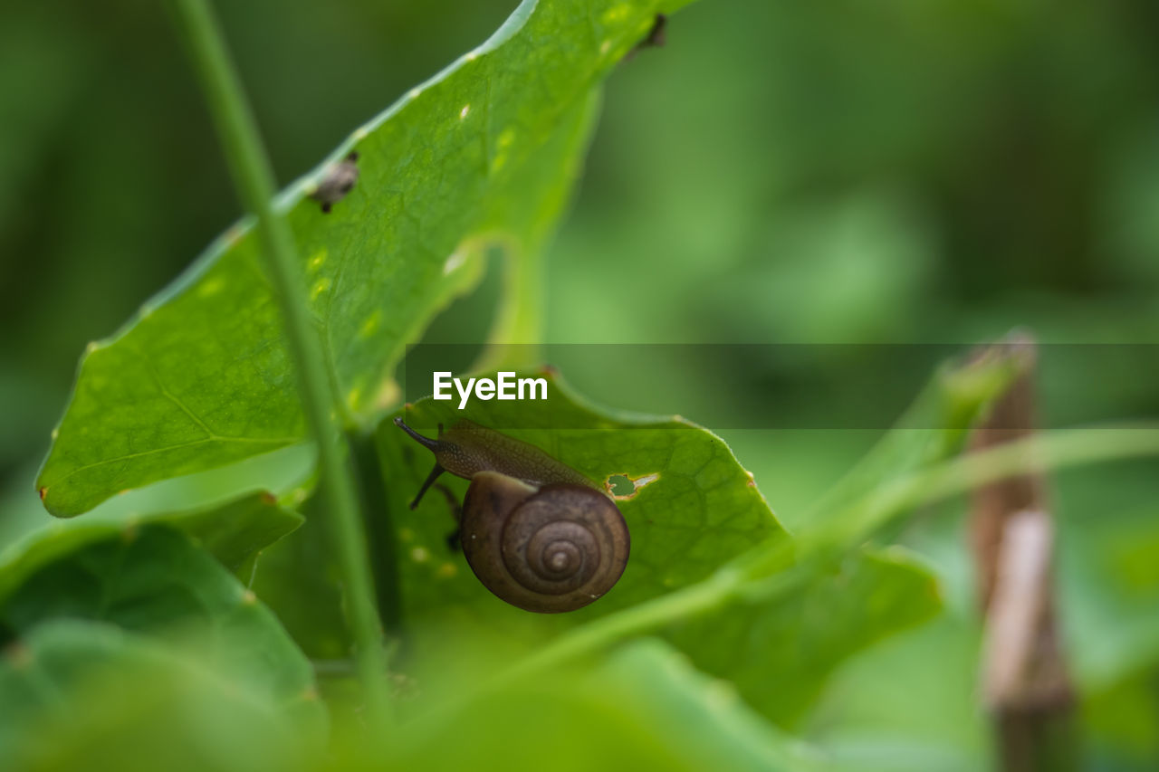 CLOSE UP OF SNAIL ON LEAF