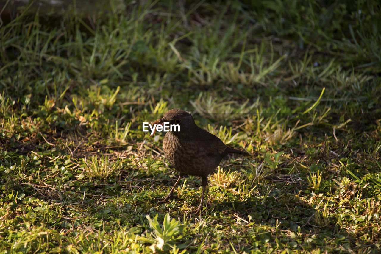 BIRD ON A FIELD