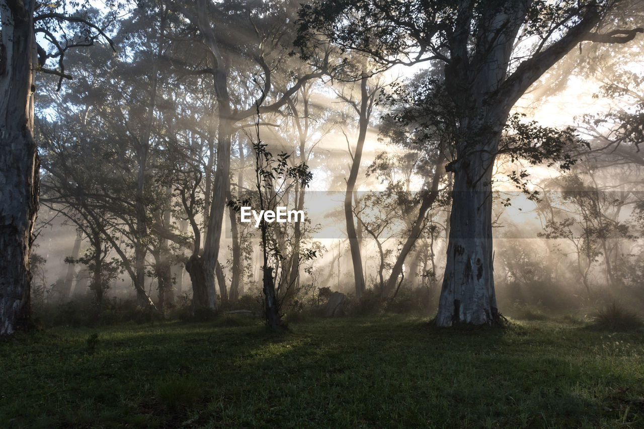 Trees in forest