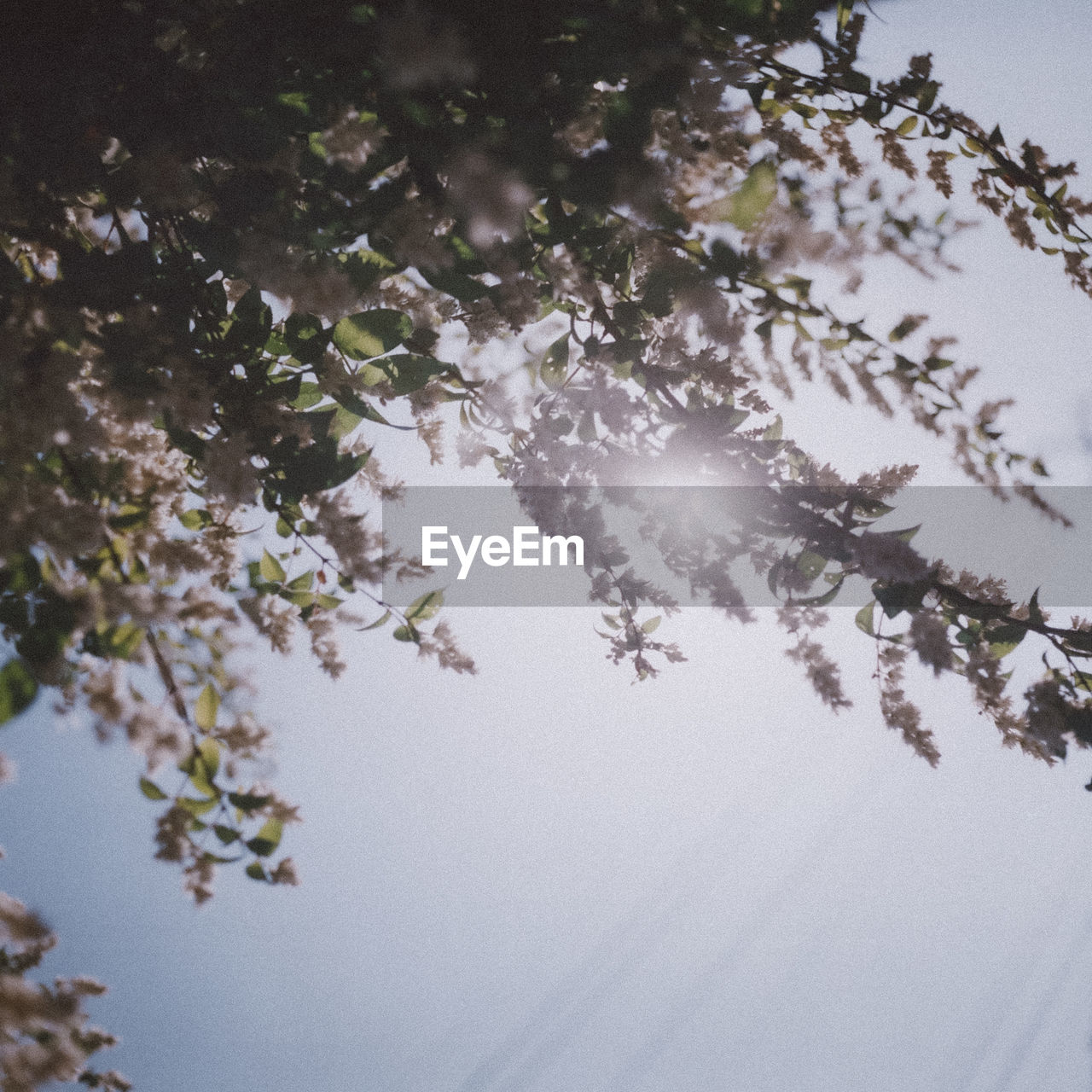 Low angle view of flowering tree against sky during winter