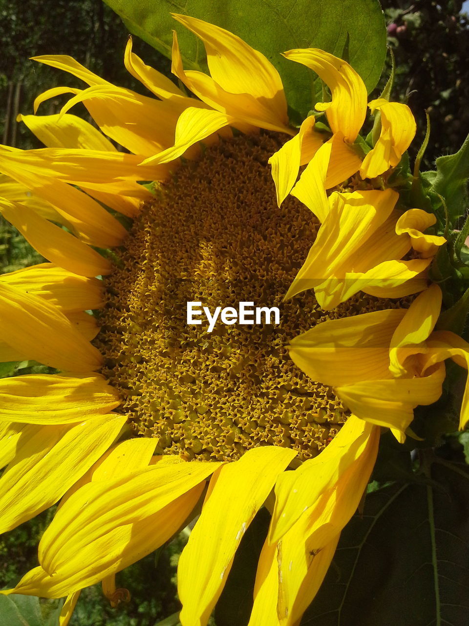 CLOSE-UP OF SUNFLOWERS