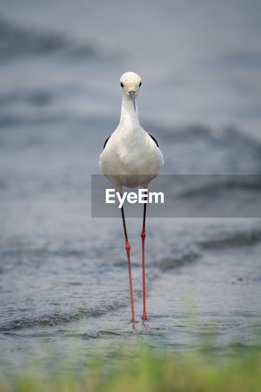 close-up of seagull perching on beach