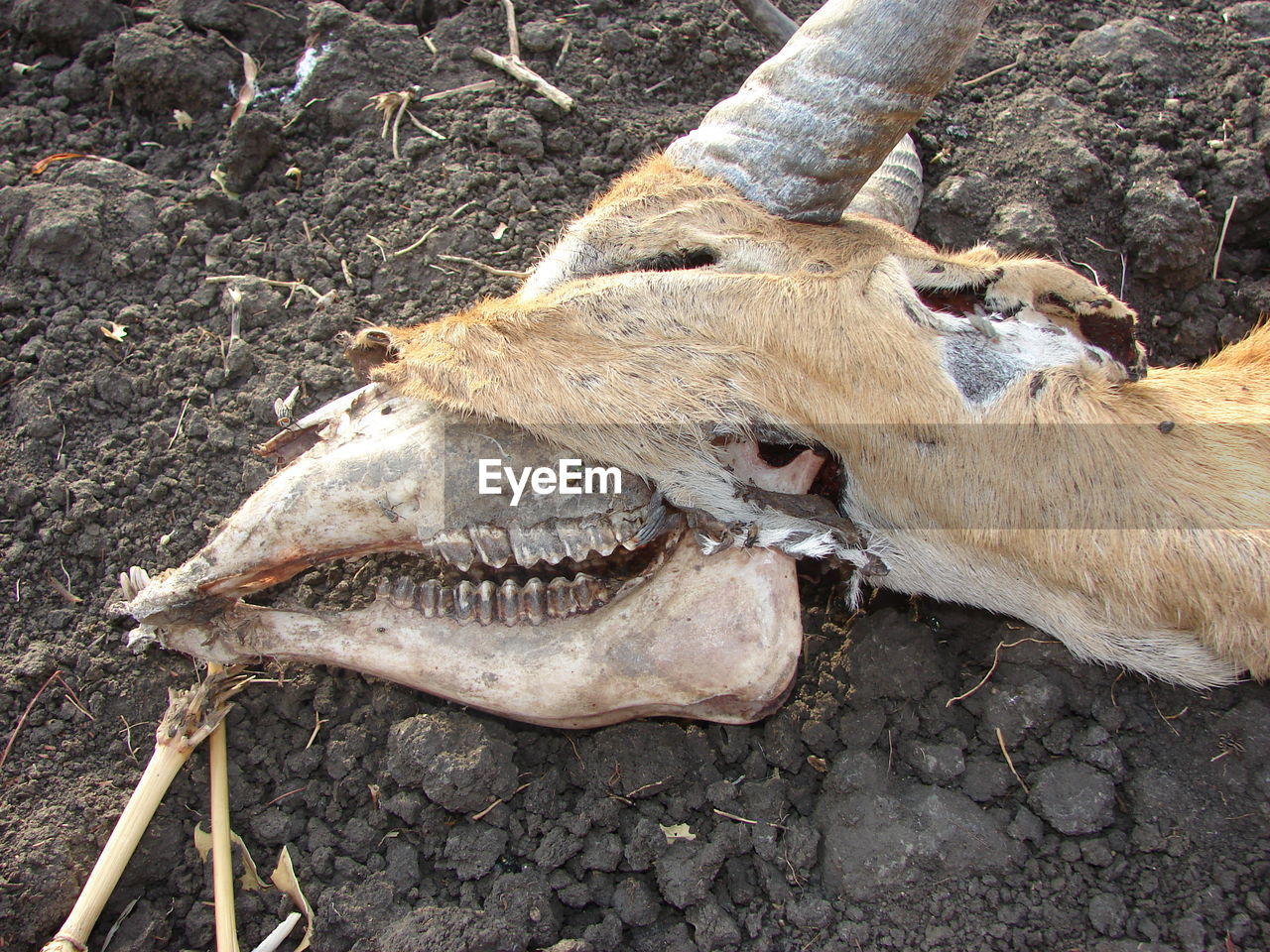 HIGH ANGLE VIEW OF AN ANIMAL SKULL