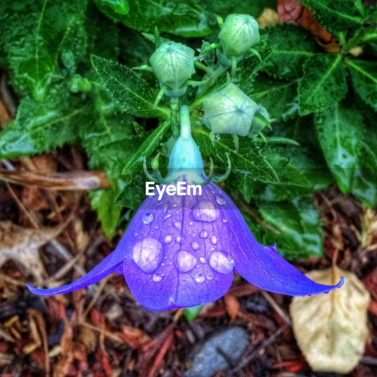 CLOSE-UP OF WATER DROPS ON PLANT