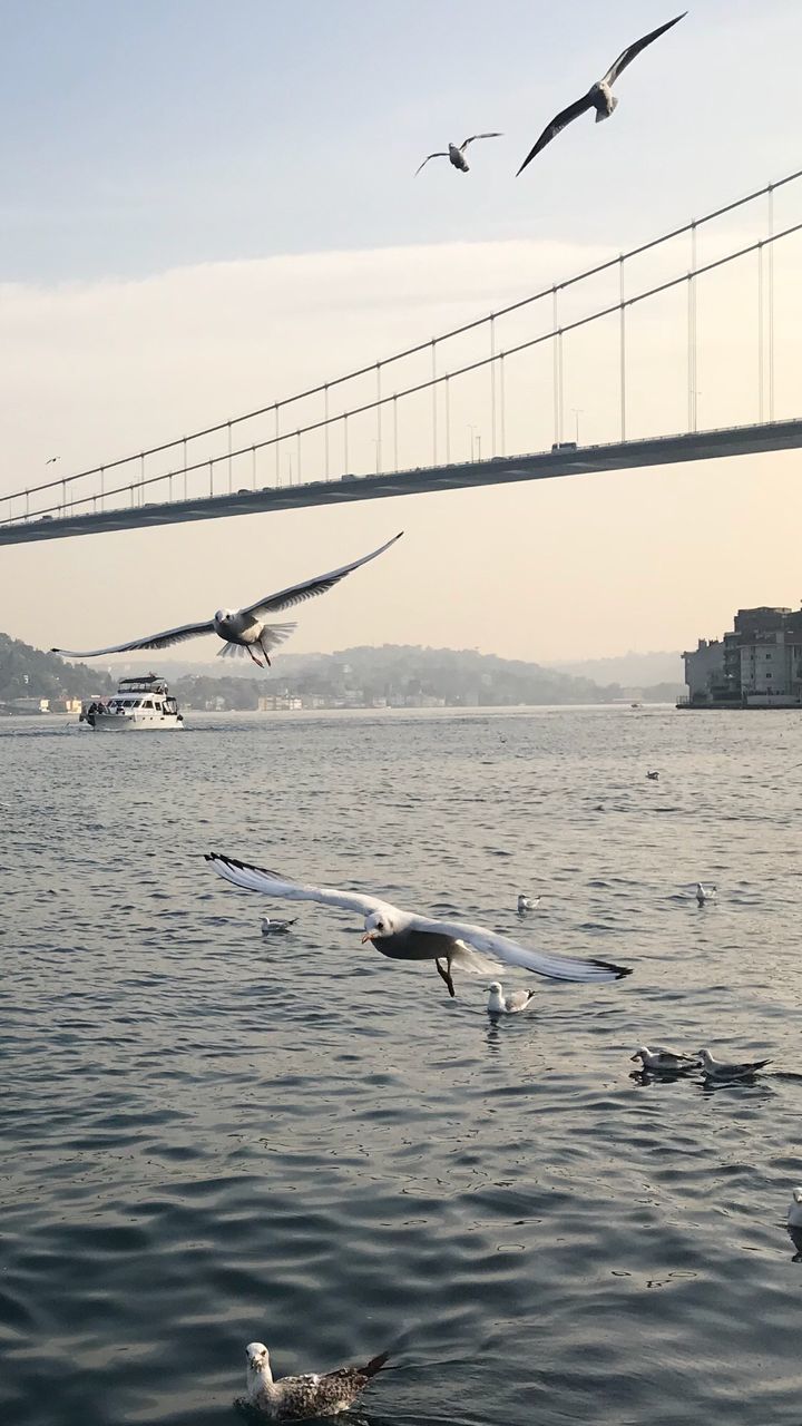 SEAGULLS FLYING OVER SEA AGAINST CLEAR SKY