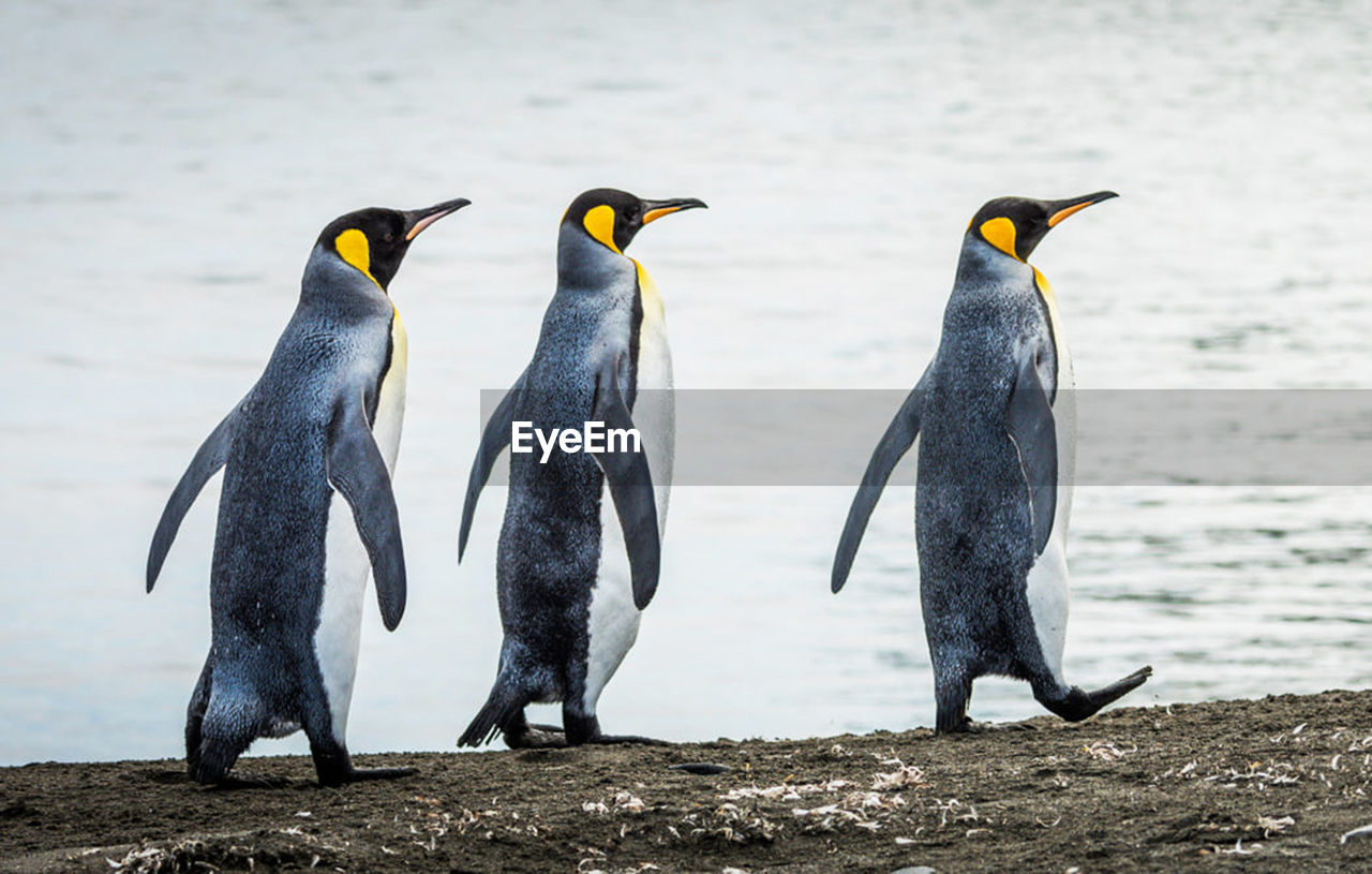 View of penguins on beach