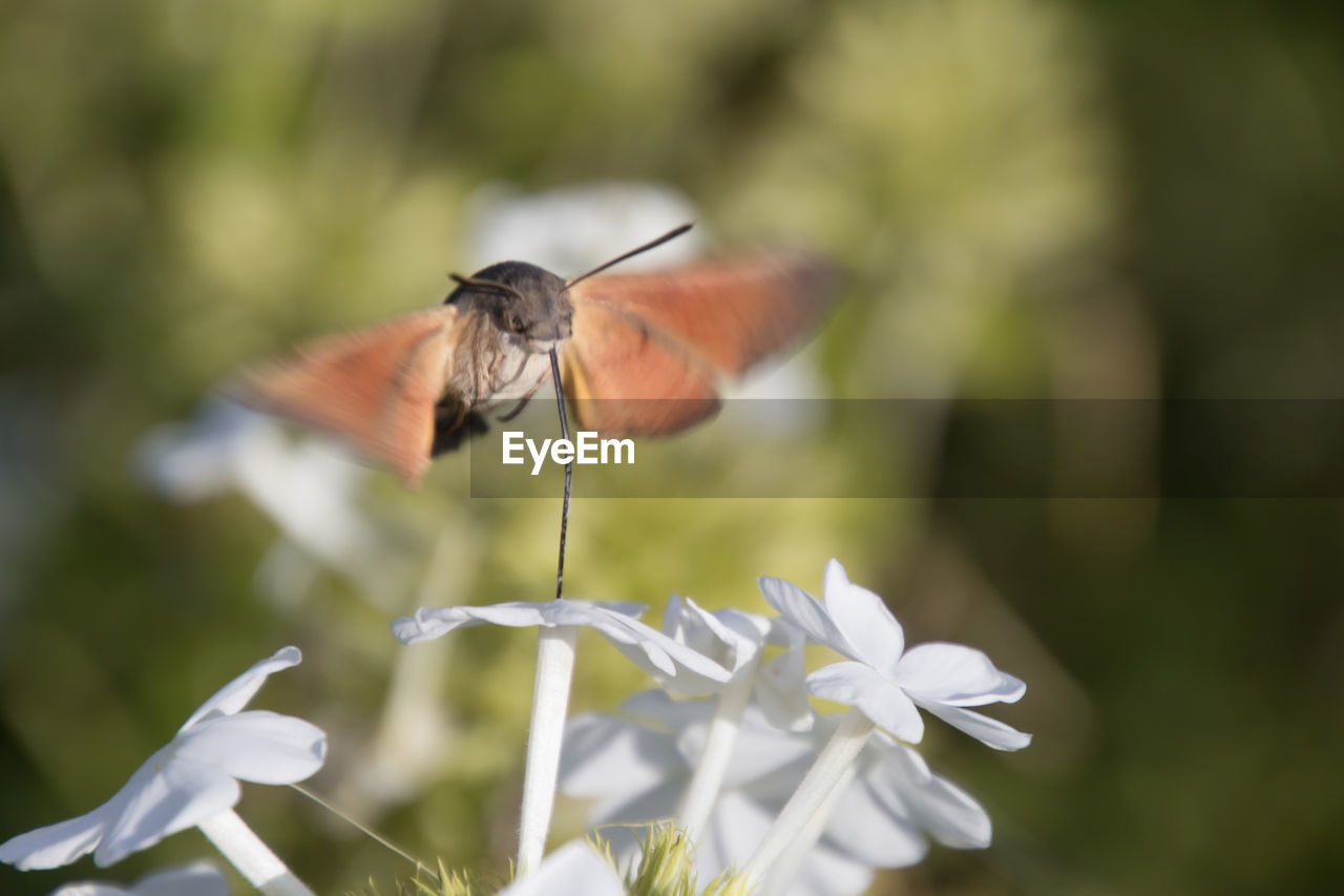 Close-up of butterfly on flower