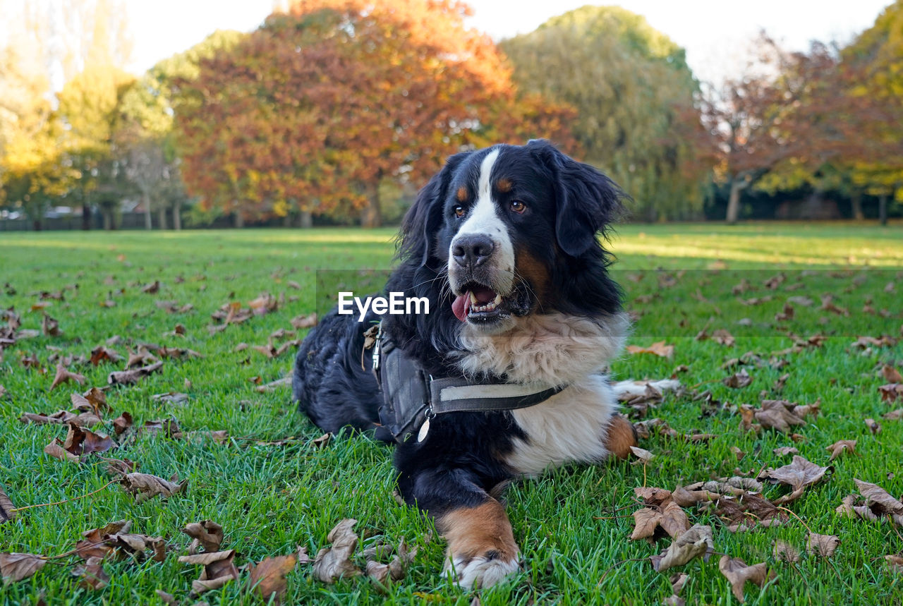 Bernese mountain dog in the park in the autumn