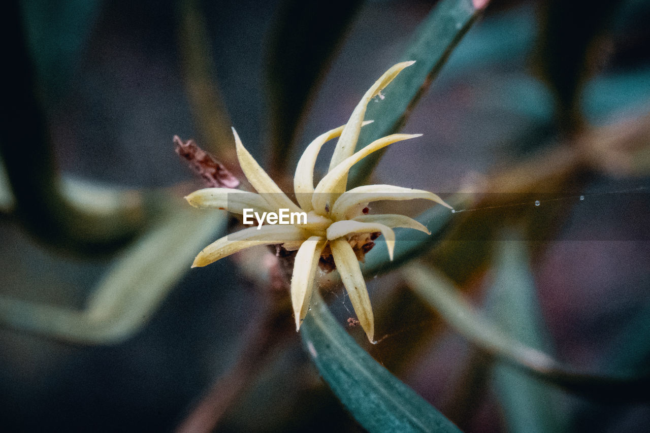 Close-up of flowering plant