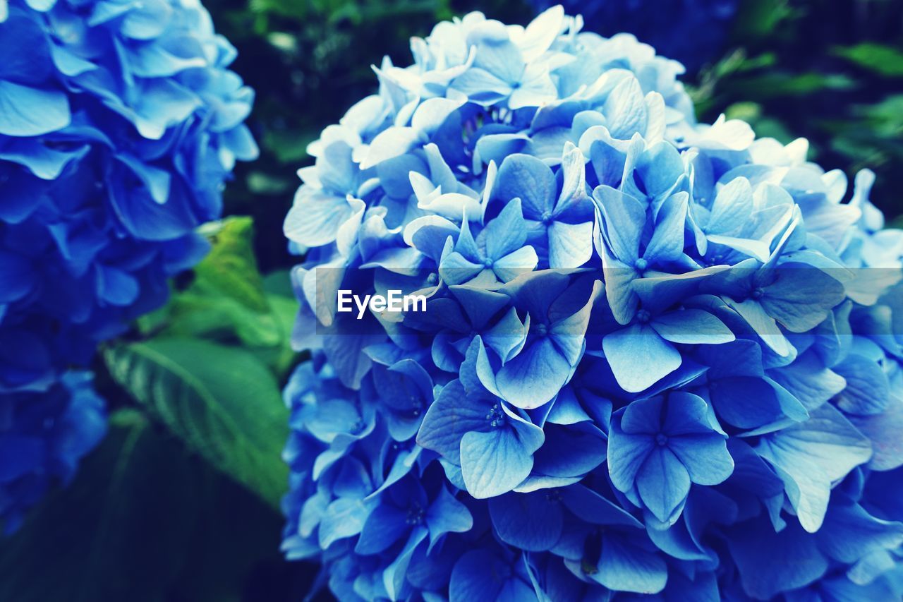 CLOSE-UP OF PURPLE FLOWERS BLOOMING OUTDOORS