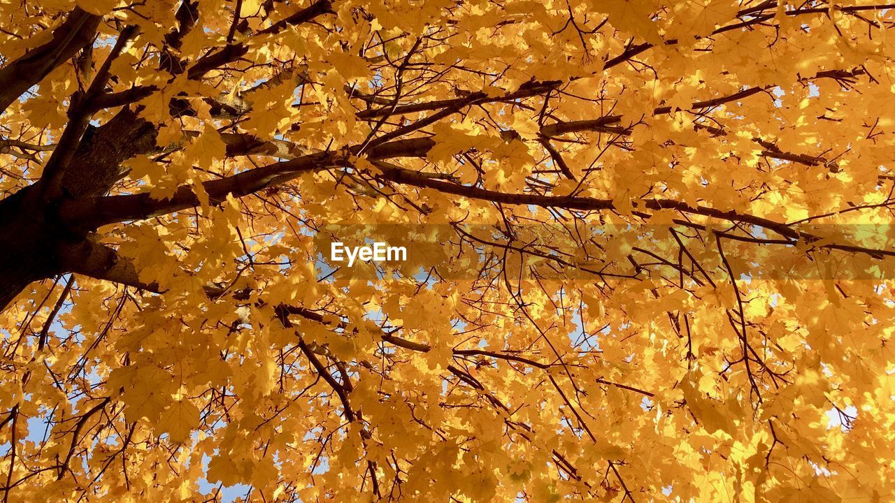 Low angle view of maple tree